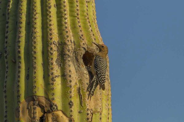 AZ, Sonoran Desert Gila woodpecker at nest hole